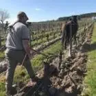 Logo de Domaine Ménard | Vin bio de Bourgueil.
