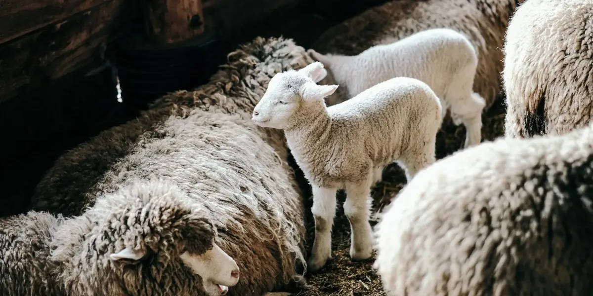 Ferme De La Sestiere