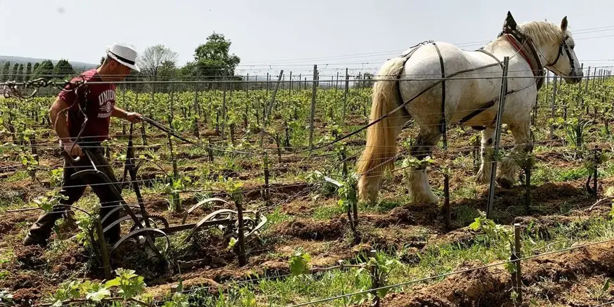 Château L'Escarderie