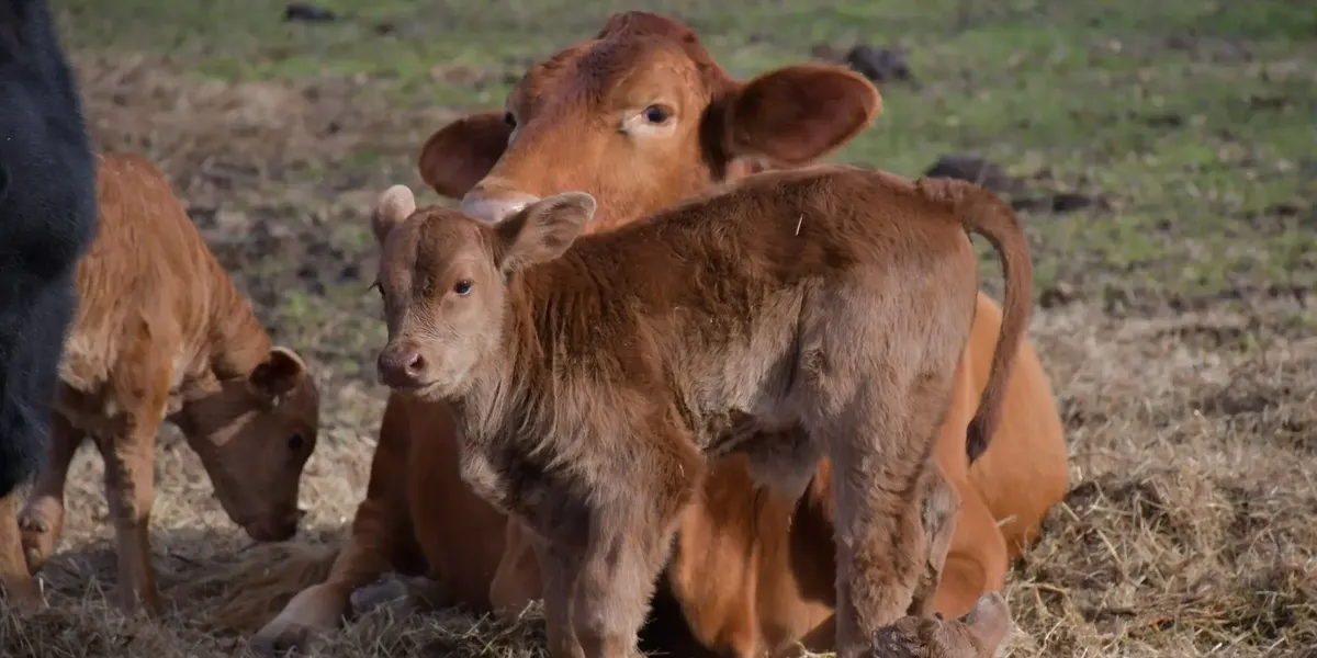 Ferme La Nouvelle Prairie