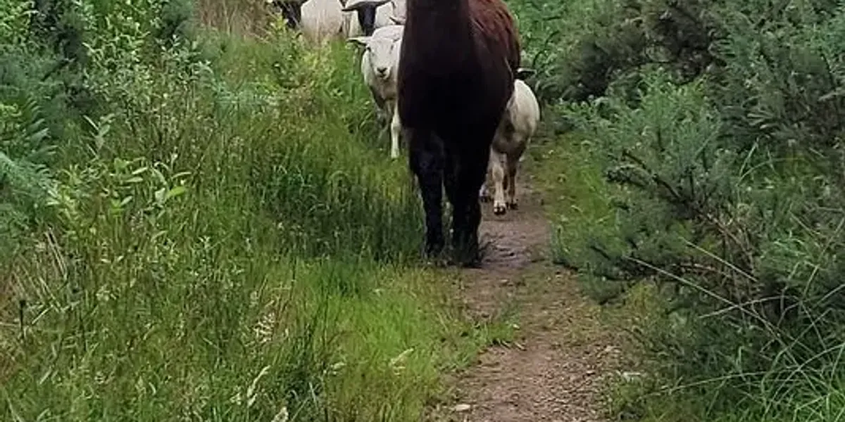 GAEC La Bergerie du Squiriou