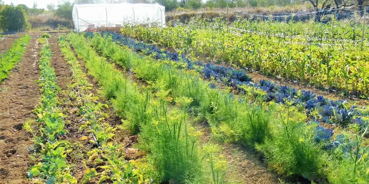 Potager de Montagnac