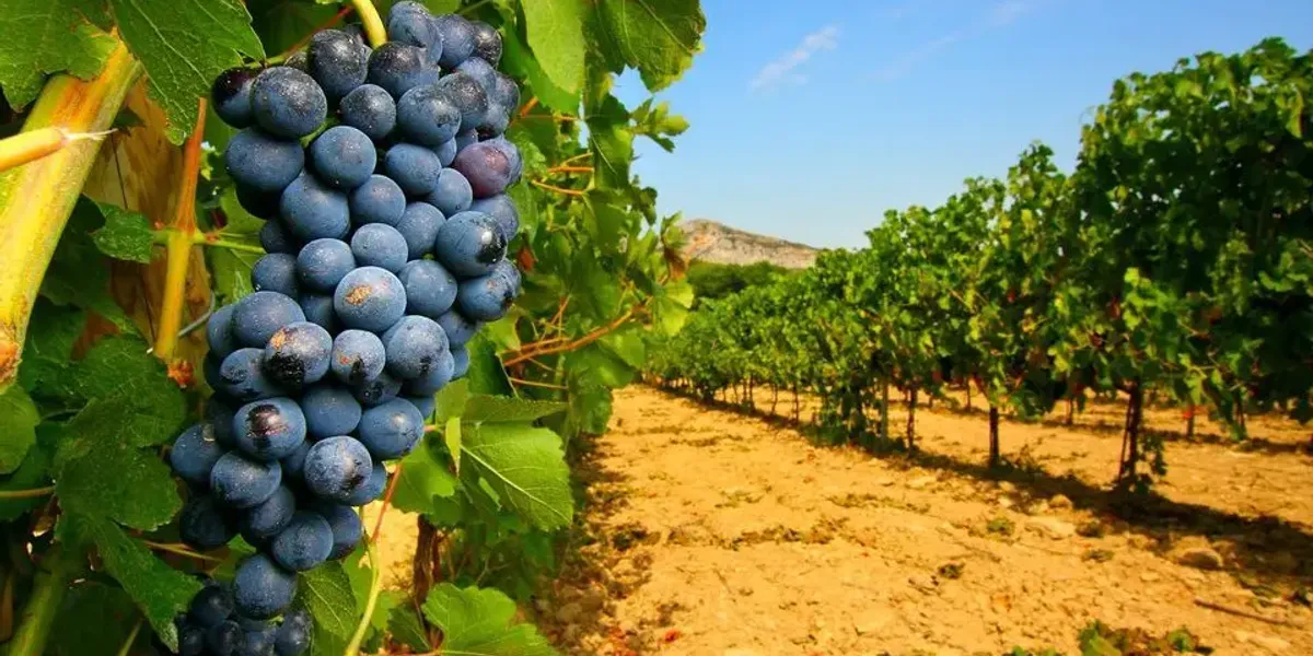 Domaine Brice Beaumont