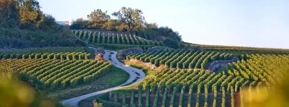 Domaine Amiot Guy et Fils