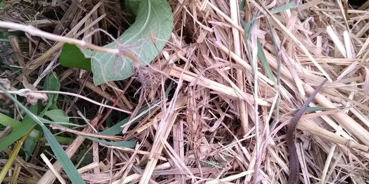 Les Saveurs De Mon Jardin
