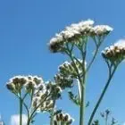 L'Herberaie