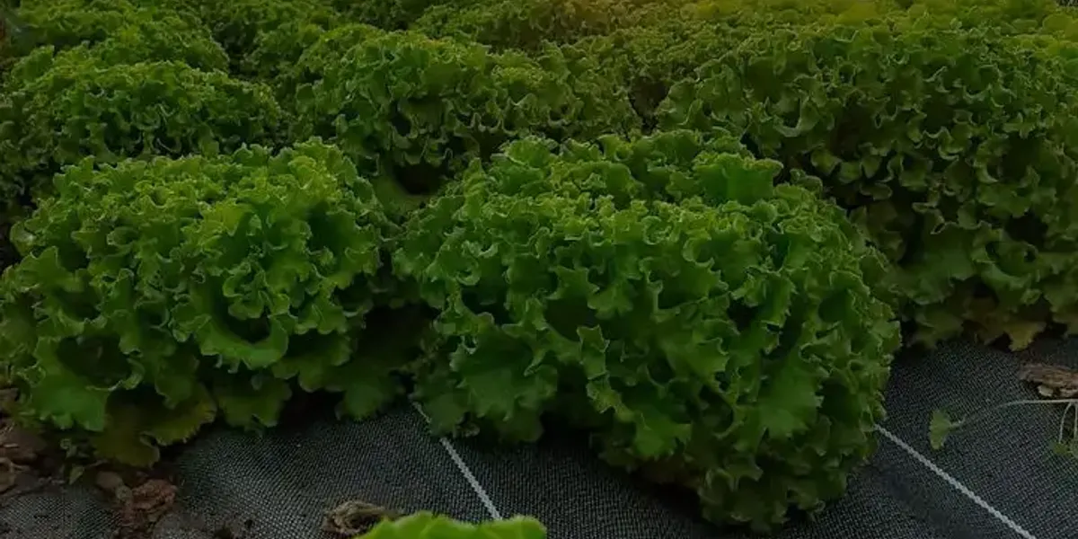 Les Jardins du Treille