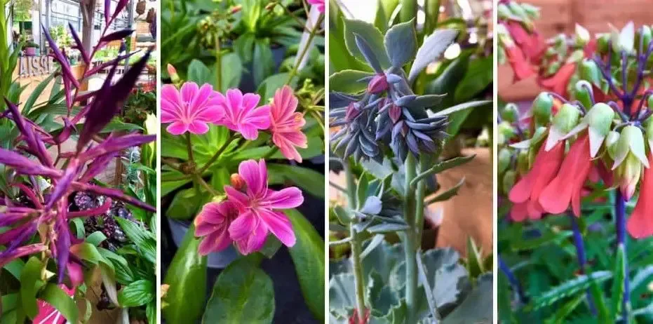 Boichard Horticulture