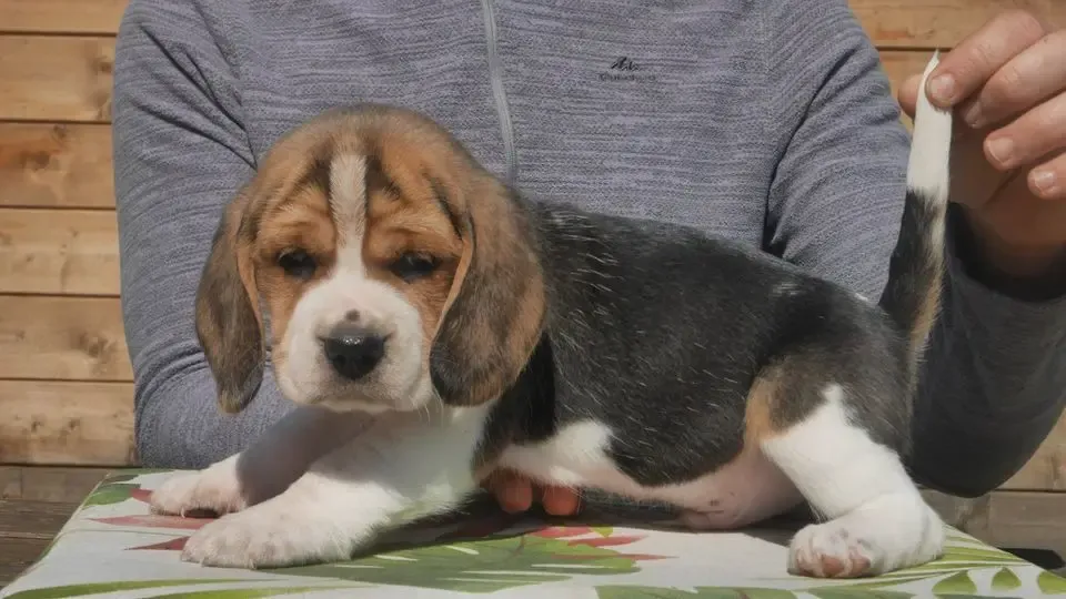 Beagle du Grand Magnolia
