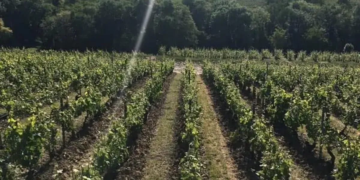 Champagne Christian Naudé