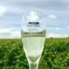 Logo de Caveau du Château Moncontour - Vignobles Feray