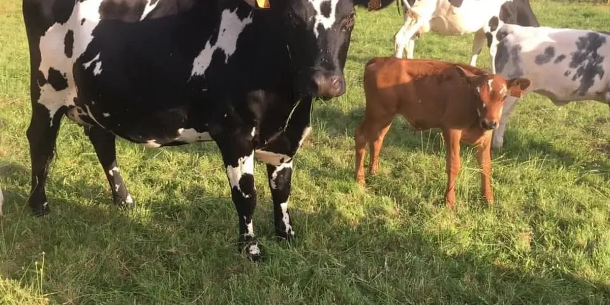 Boudig Laezh La Ferme Aux 10 Vaches