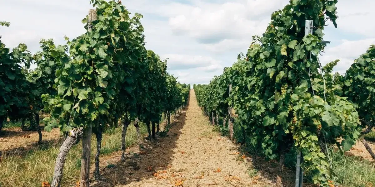 Domaine Saint Roch
