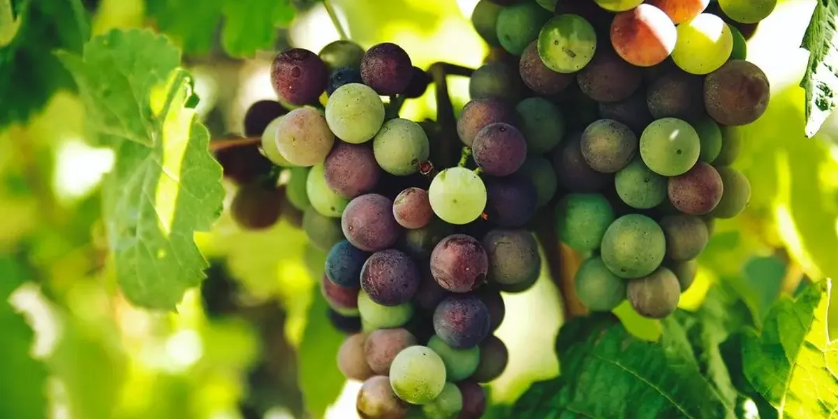 Domaine De Lastronques