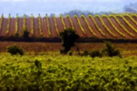Domaine du Bosc
