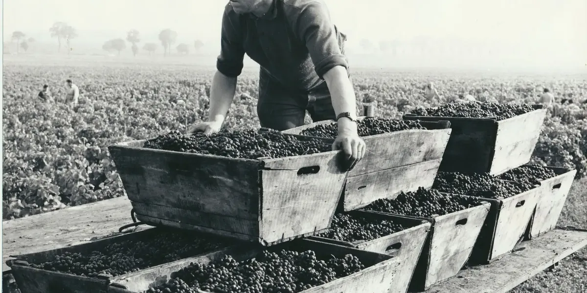 Domaine Lecheneaut et Fils
