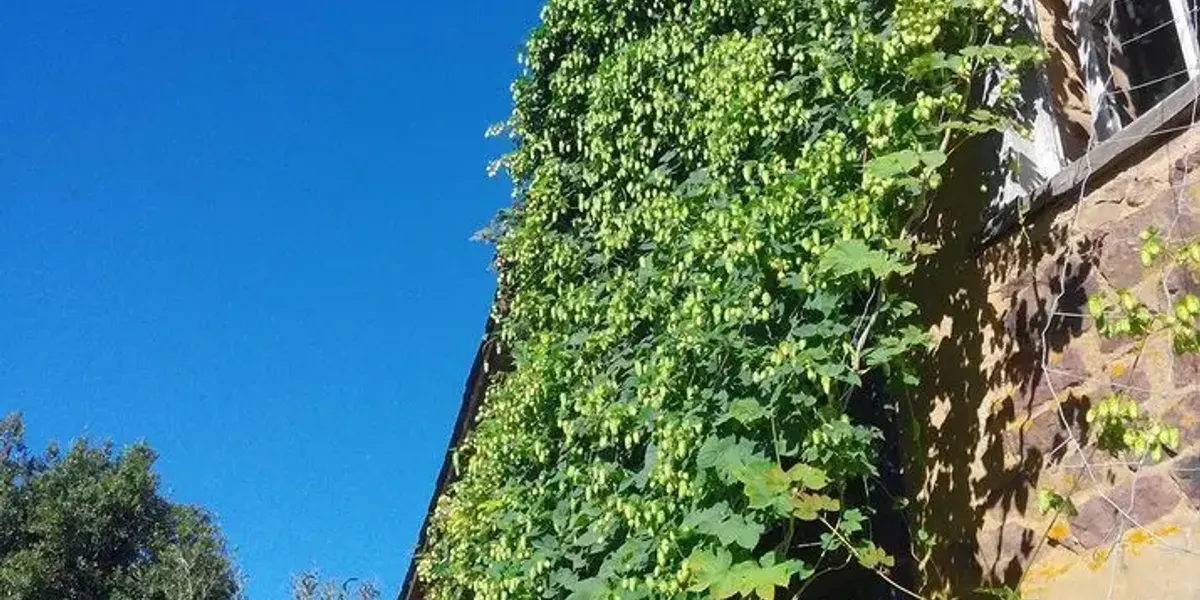 La Brasserie de l'Ombre
