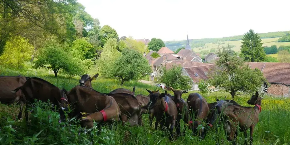 La chevrerie du rochat