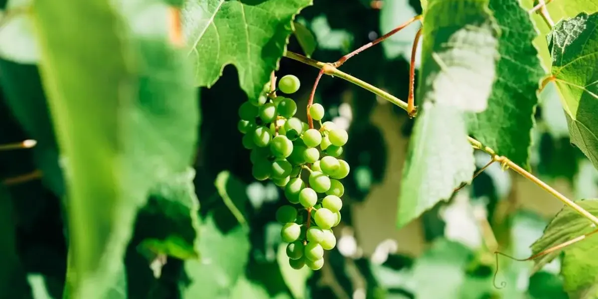 Domaine Chater