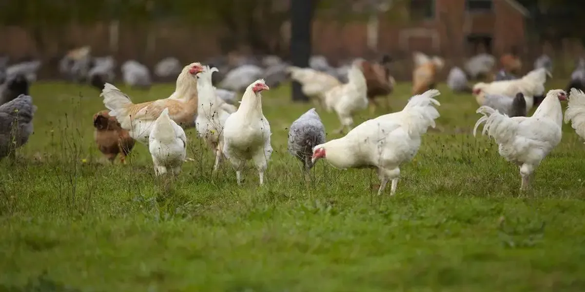 Ferme de Vertessec