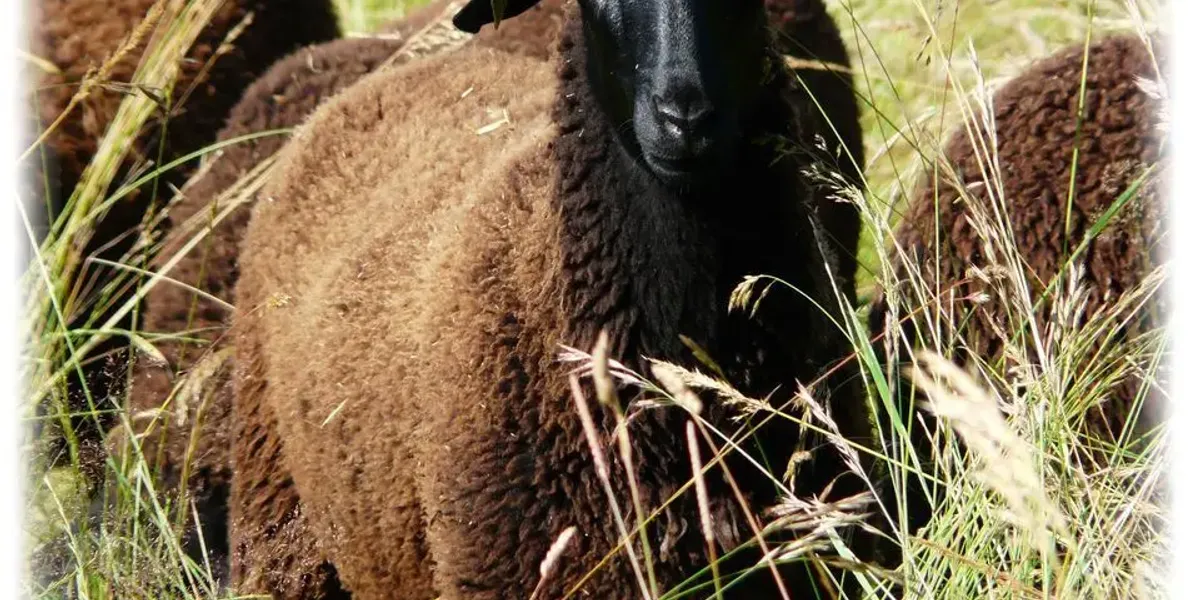 La Roulotte du Berger