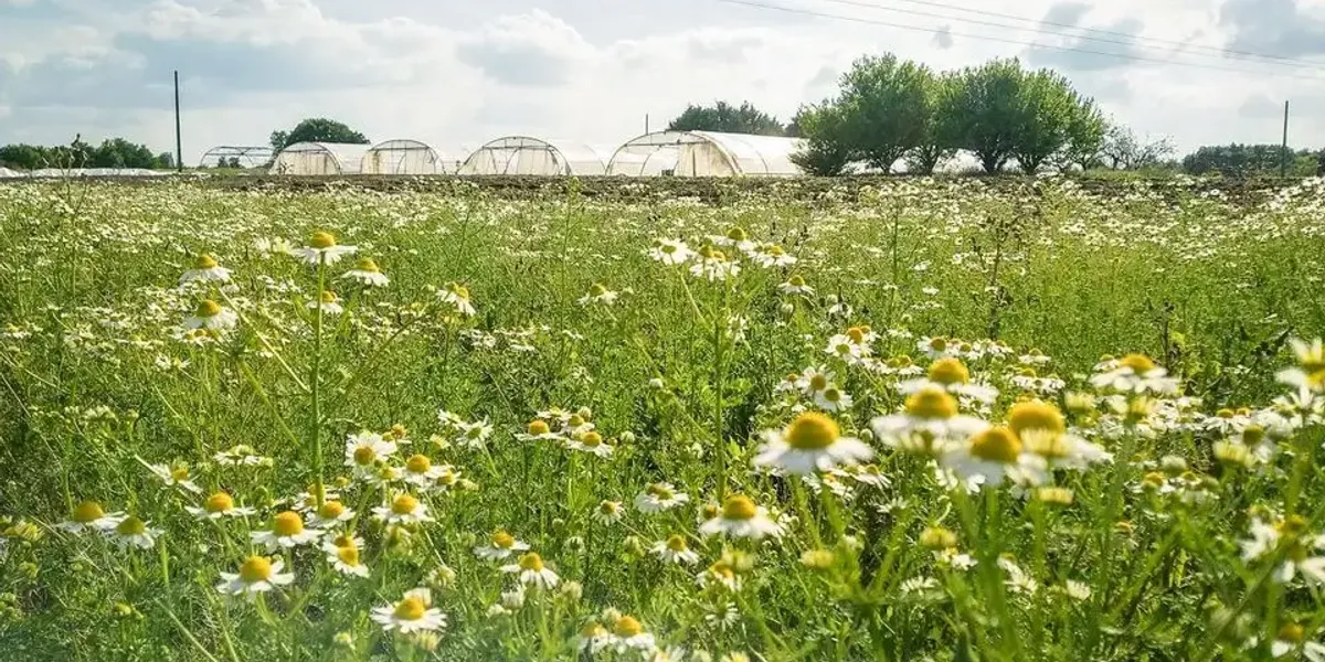 Les jardins d'Éole