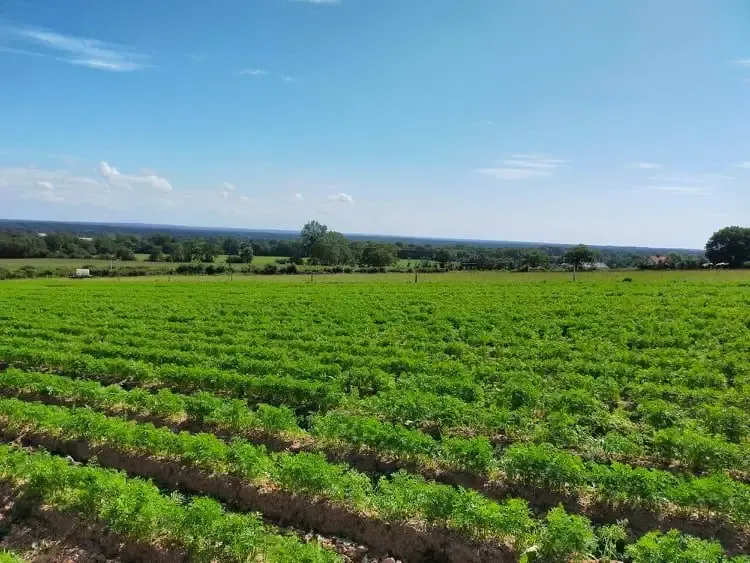 au champ - les bio p'tits légumes