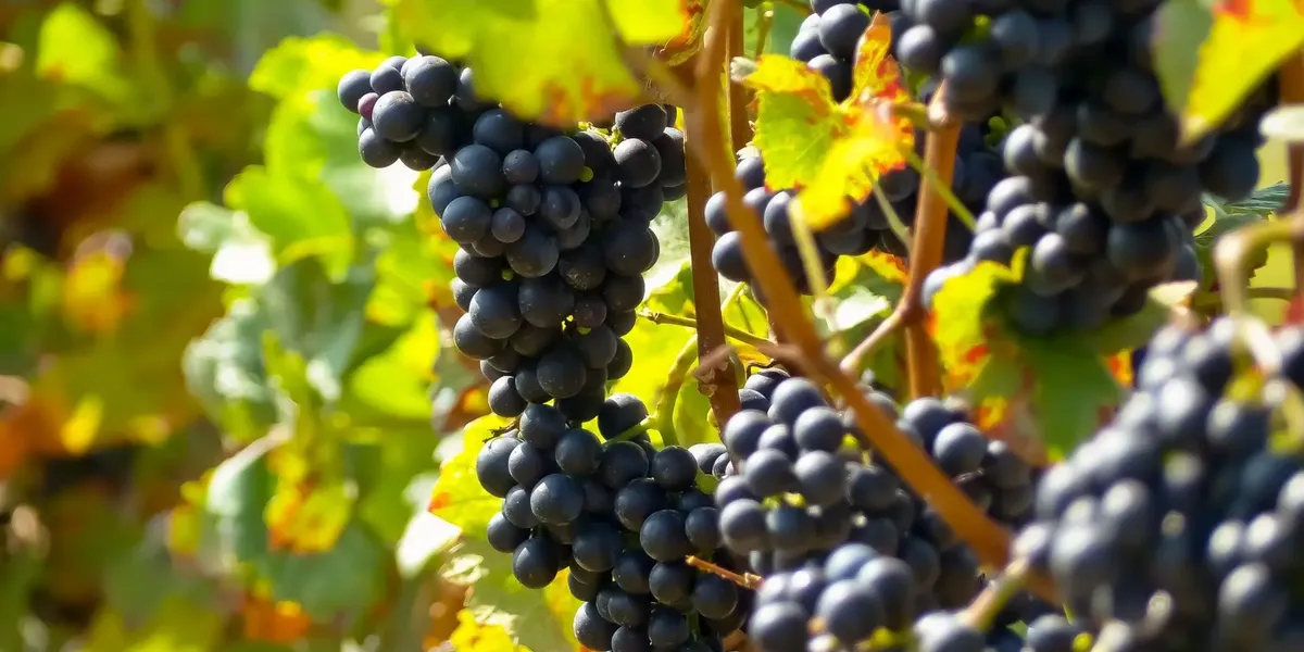 Domaine La Ventaillole