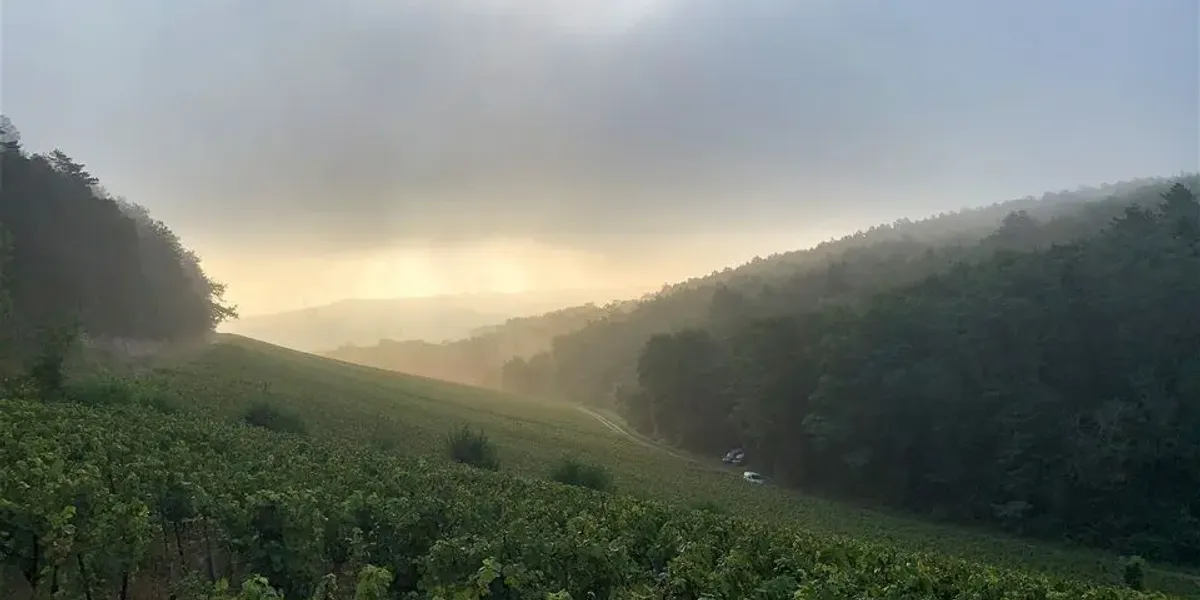 Champagne Piollot