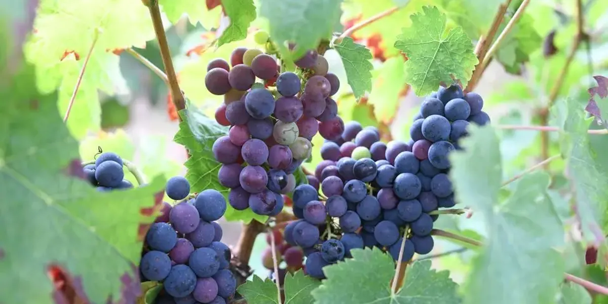 Domaine des Bessons, François Péquin