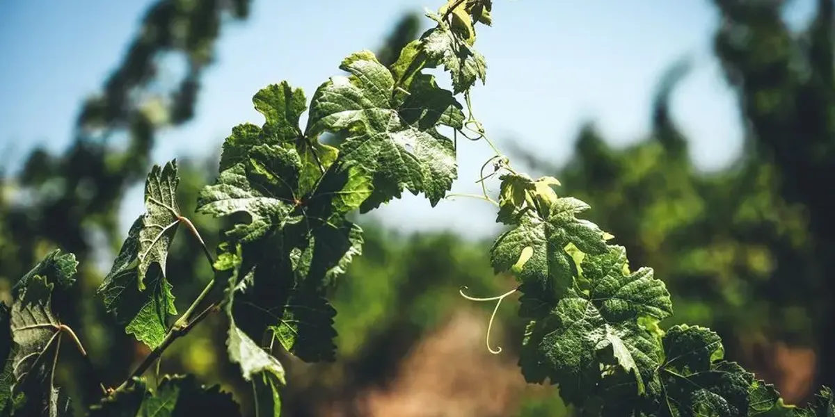Domaine Cinq Peyres
