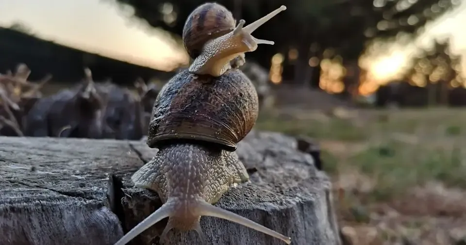 Les escargots de Babeth