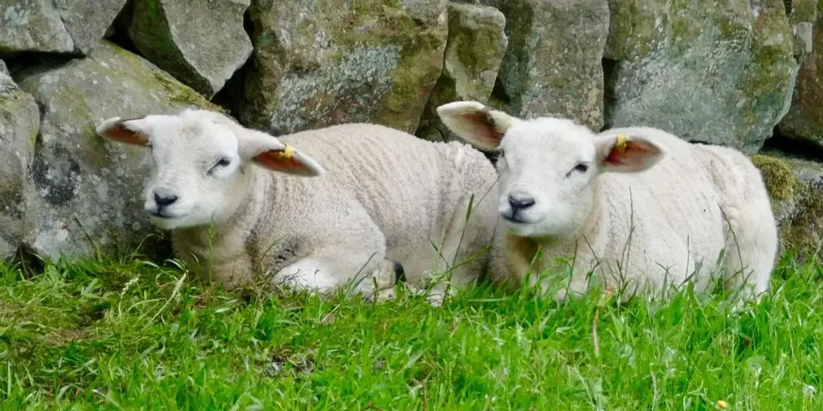 Ferme De La Place