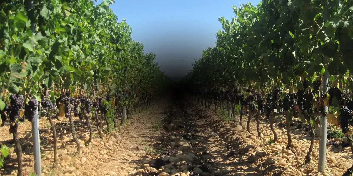 Domaine Guillaume Belle