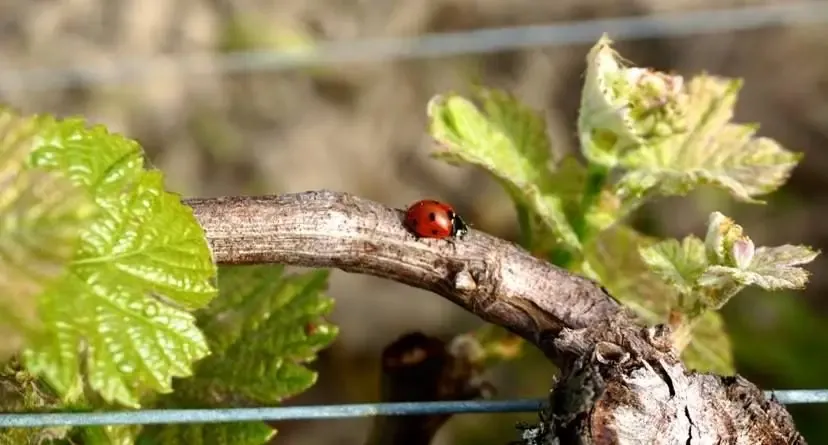 Vignoble Boudon
