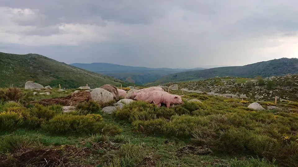 Gaec du mont-lozere
