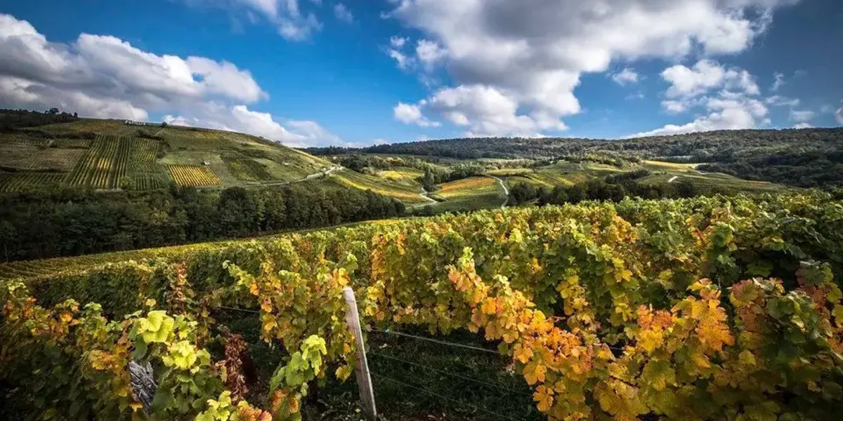 DOMAINE DÉSIRÉ PETIT