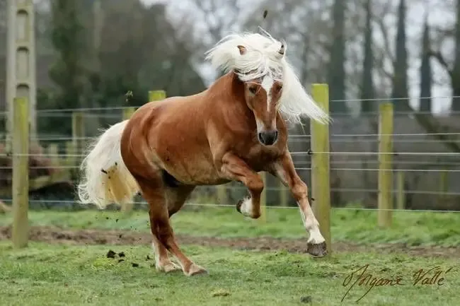 The Stud Vallée Des Haflinger