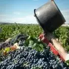 Logo de Cave Cooperative Les Vignerons de Pignan