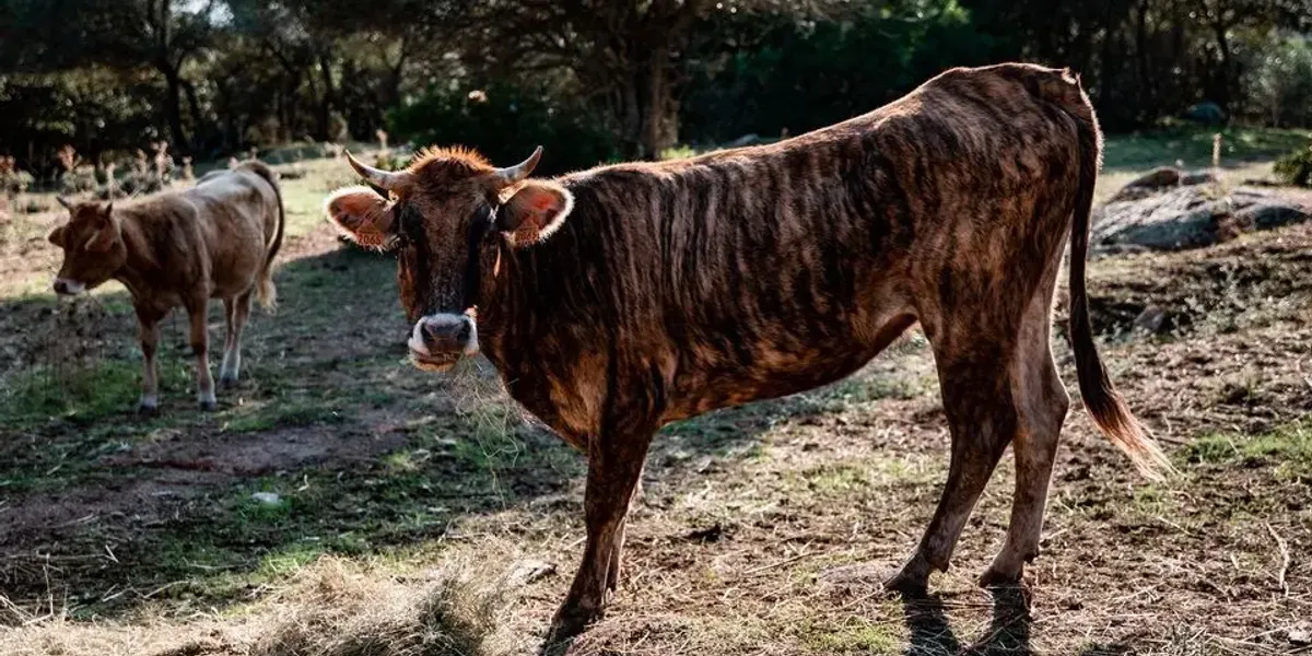 Vache Tigre