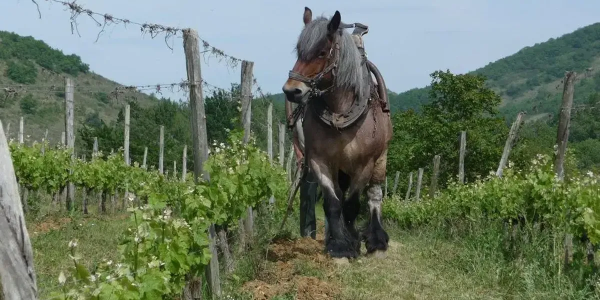 Domaine des Coteaux d'Engraviès