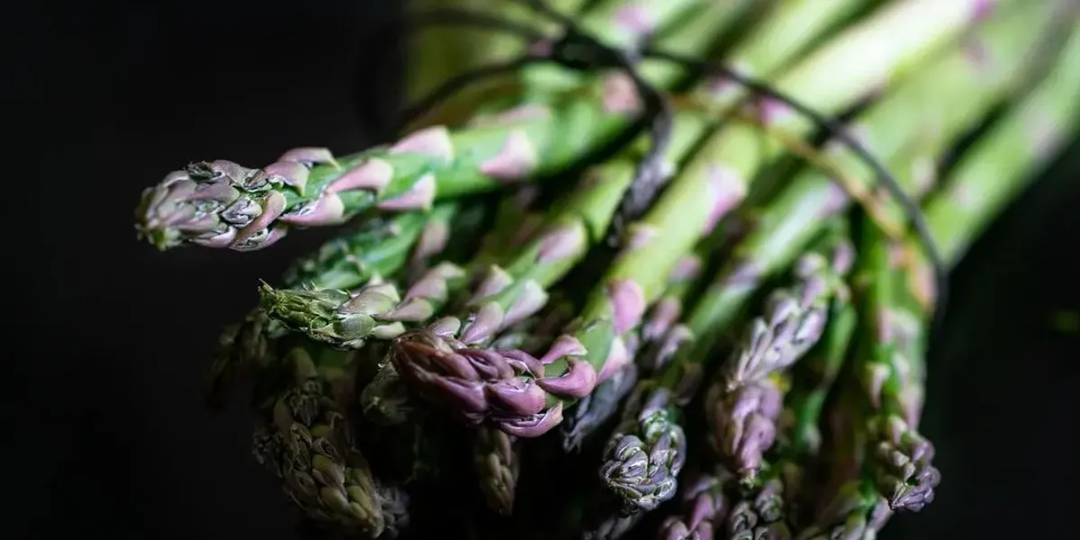 Asperges Frick
