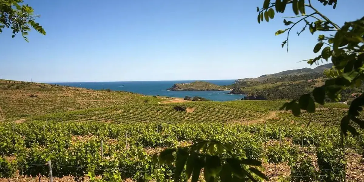 Vignerons Catalans en Roussillon