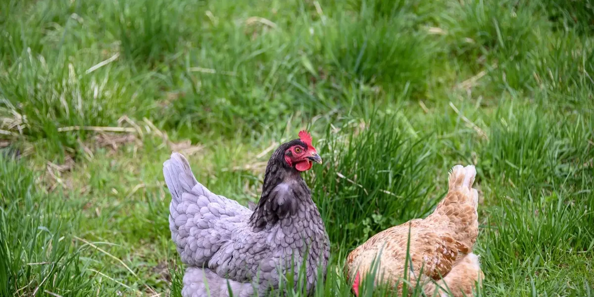 Ferme Groell