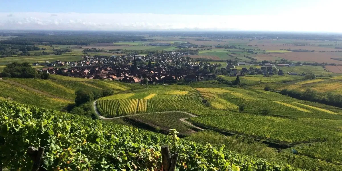 Alsace Wine Schaeffer-Woerly