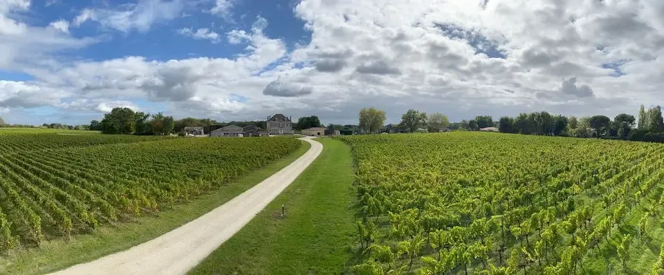Vignobles Massé