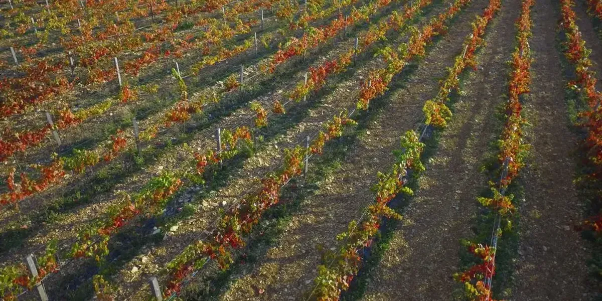 Domaine Des Vignes Hautes