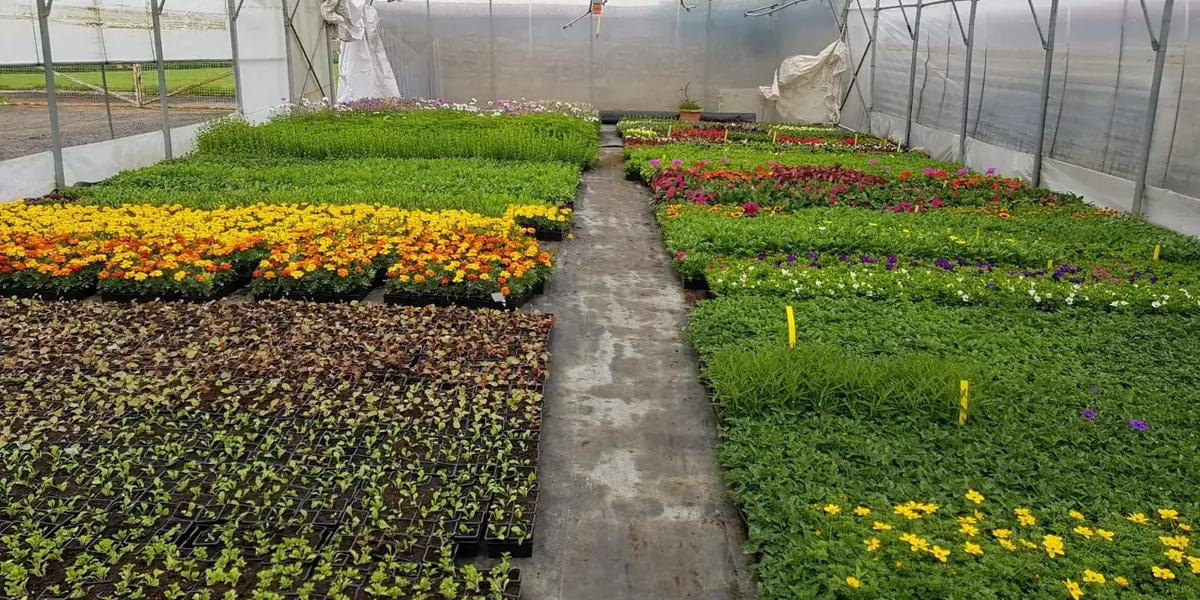 Jardin de Vie - Producteur local fleurs et plants de légumes