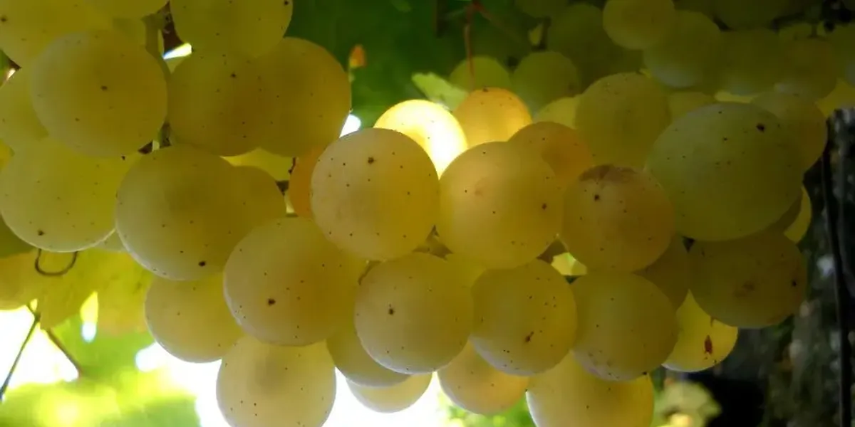 Domaine ASSADET ALAIN