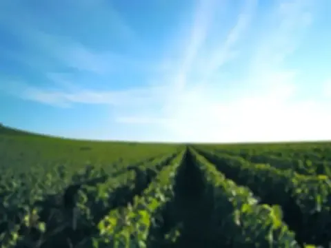 Champagne Legras-Frapart & Fils